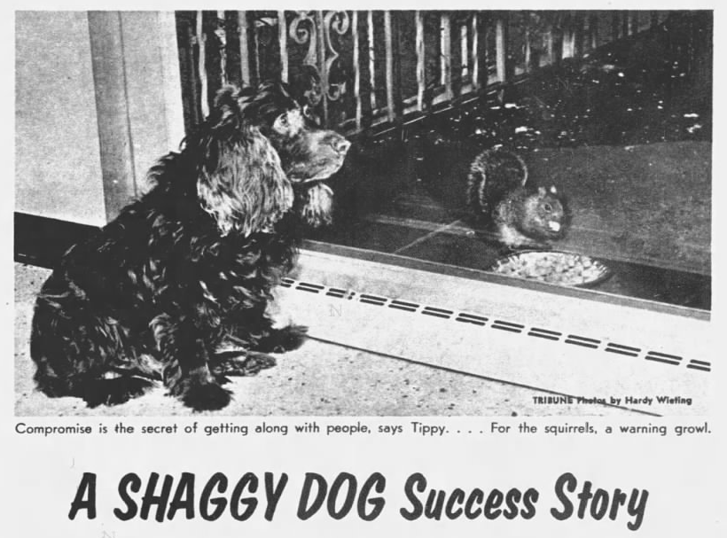 Shaggy Dog Success Story